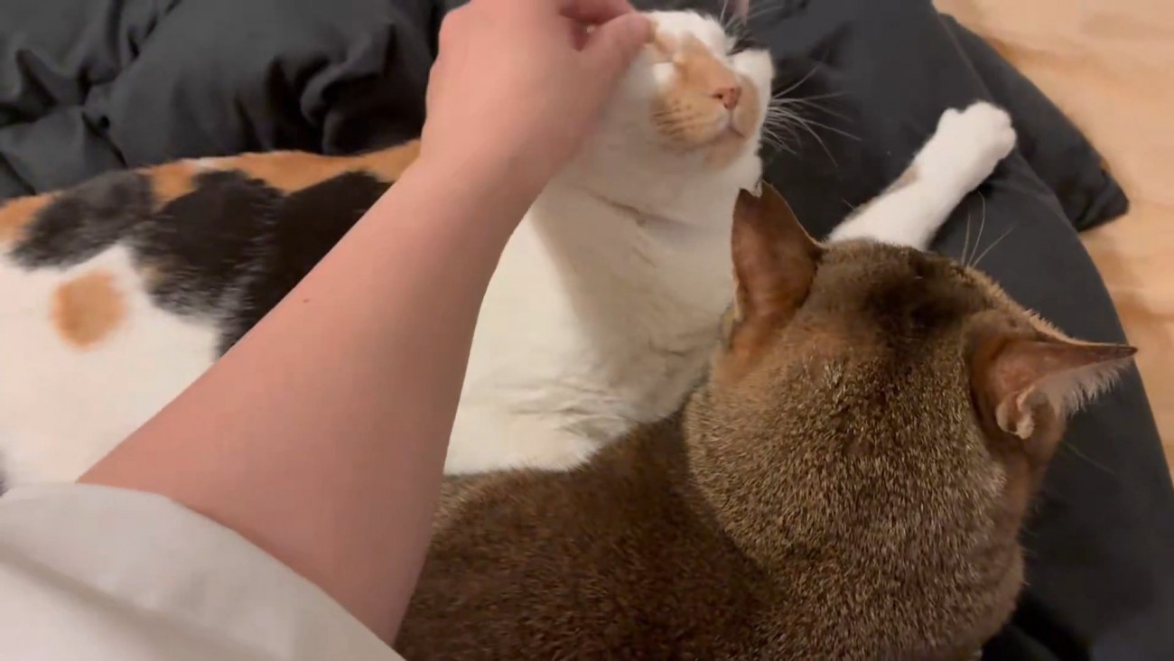 顔をなでられる猫