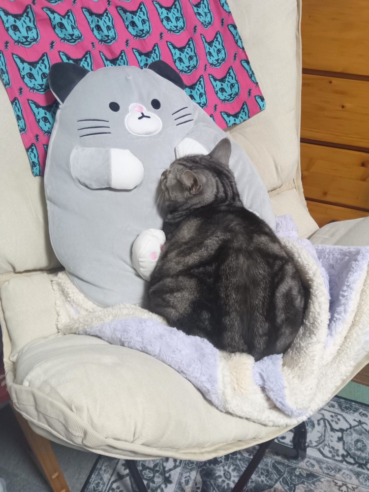 クッションに顔をつけて丸くなる猫