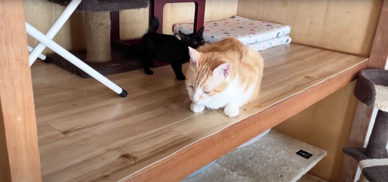 成猫の匂いを嗅いでいる子猫