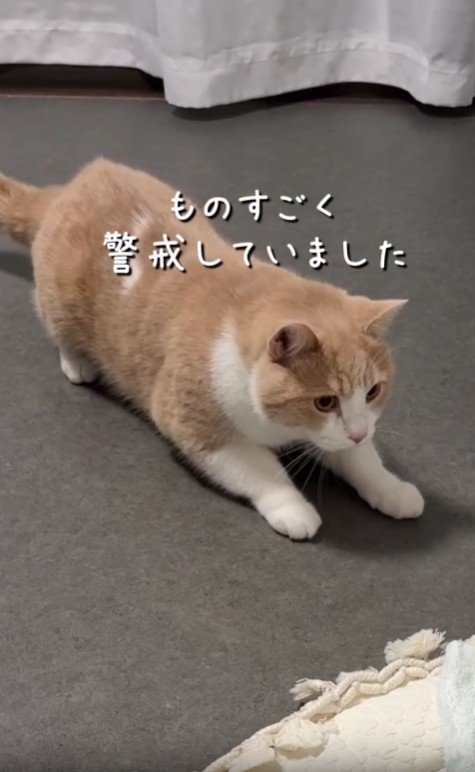 警戒している猫