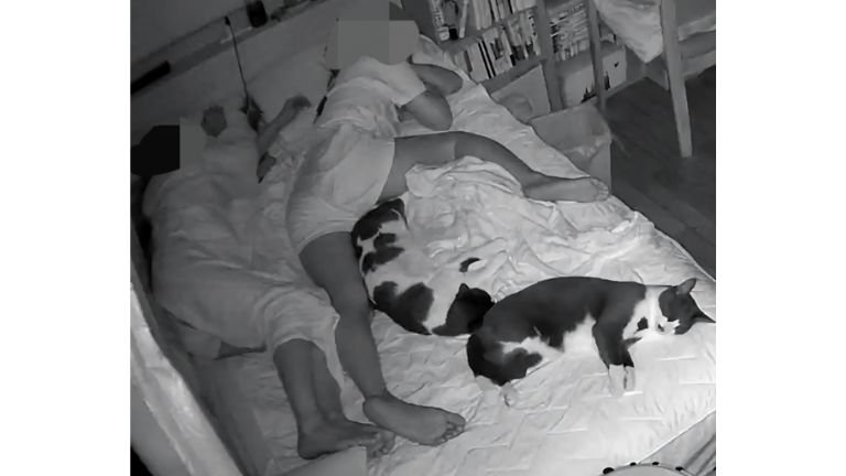 寝ている猫たち