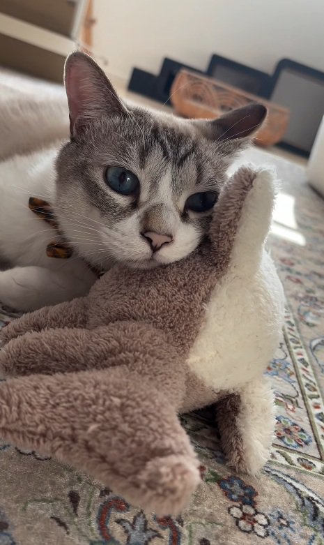 ウットリする猫