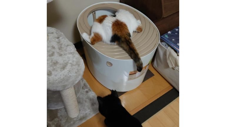 トイレを覗く猫