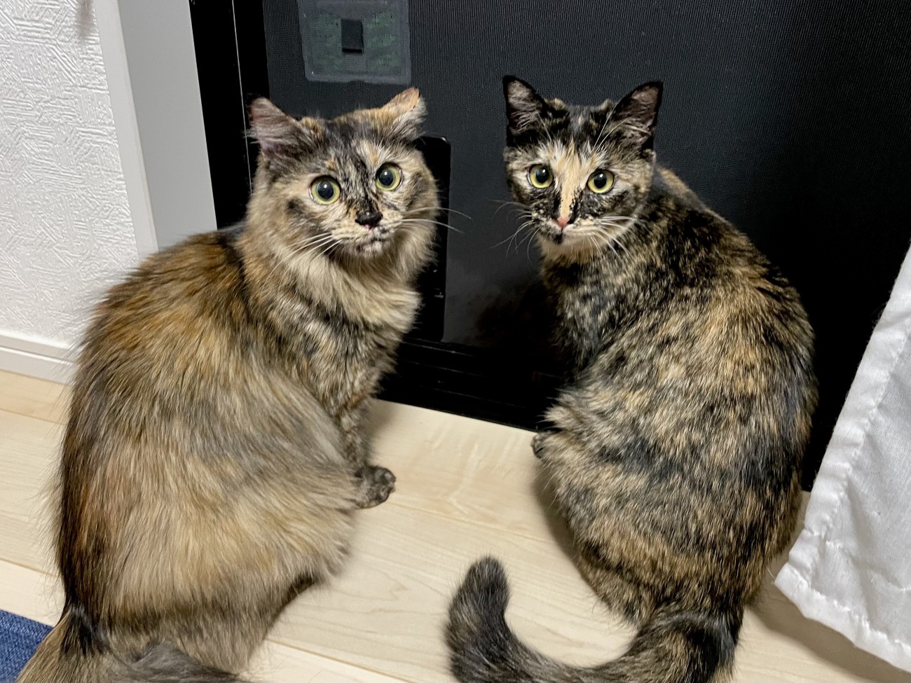 窓際に座ってカメラを振り返る2匹の猫