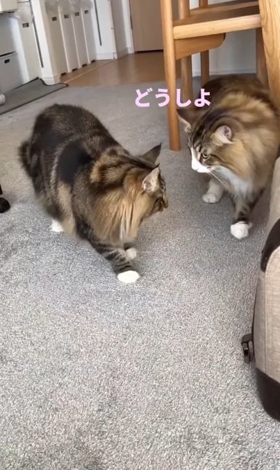 キャリーバッグの中にいる子猫と顔をみあわせる猫達
