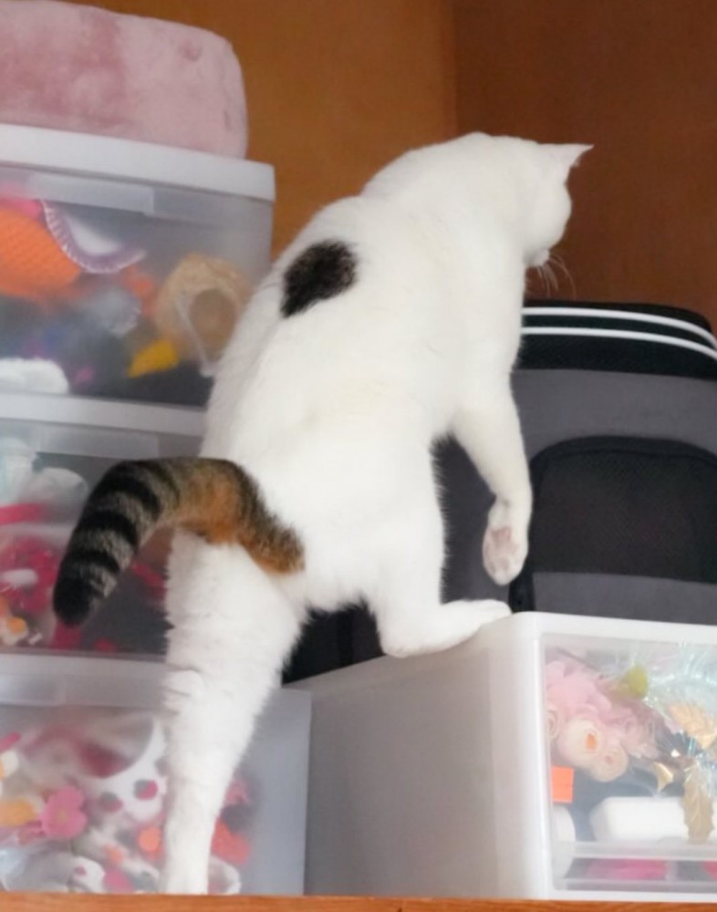 押し入れに入ろうとする猫4