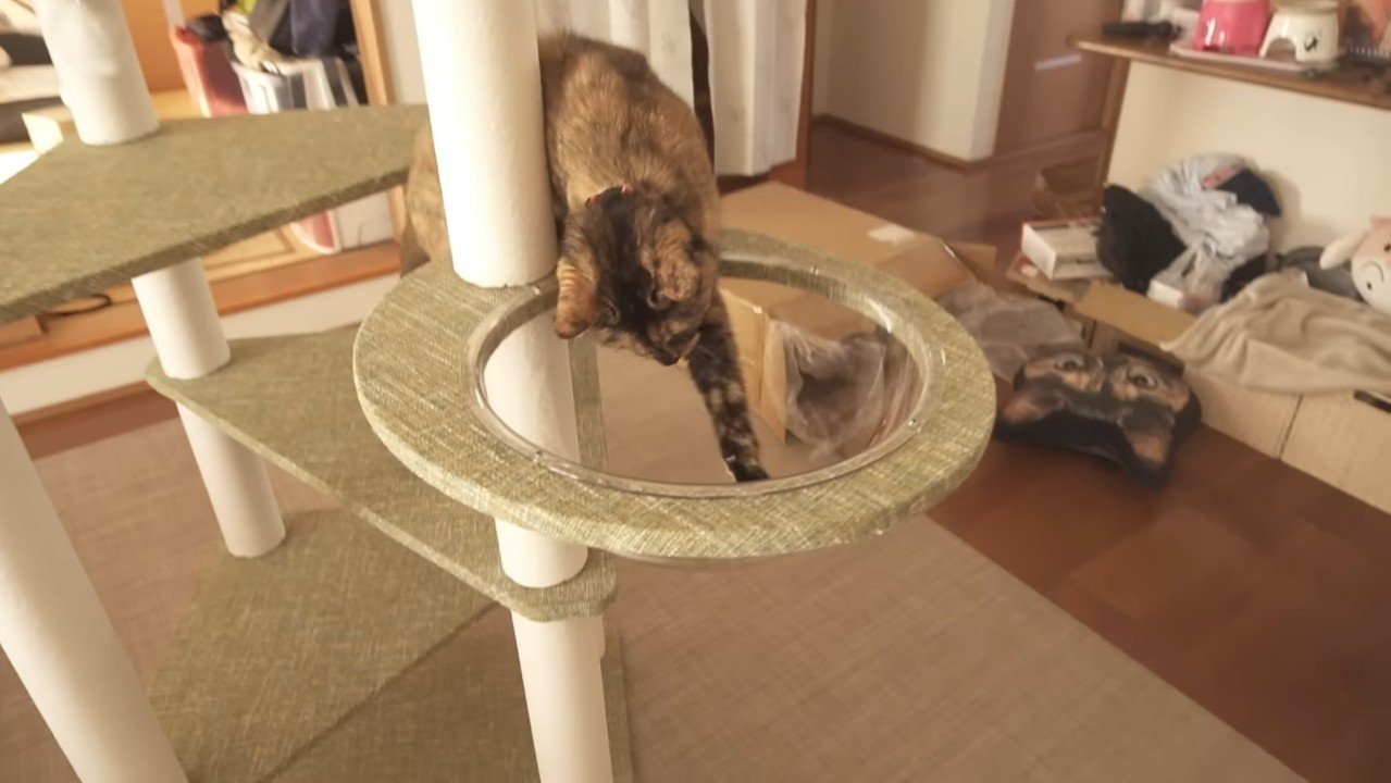 前足を伸ばすたっちゃん