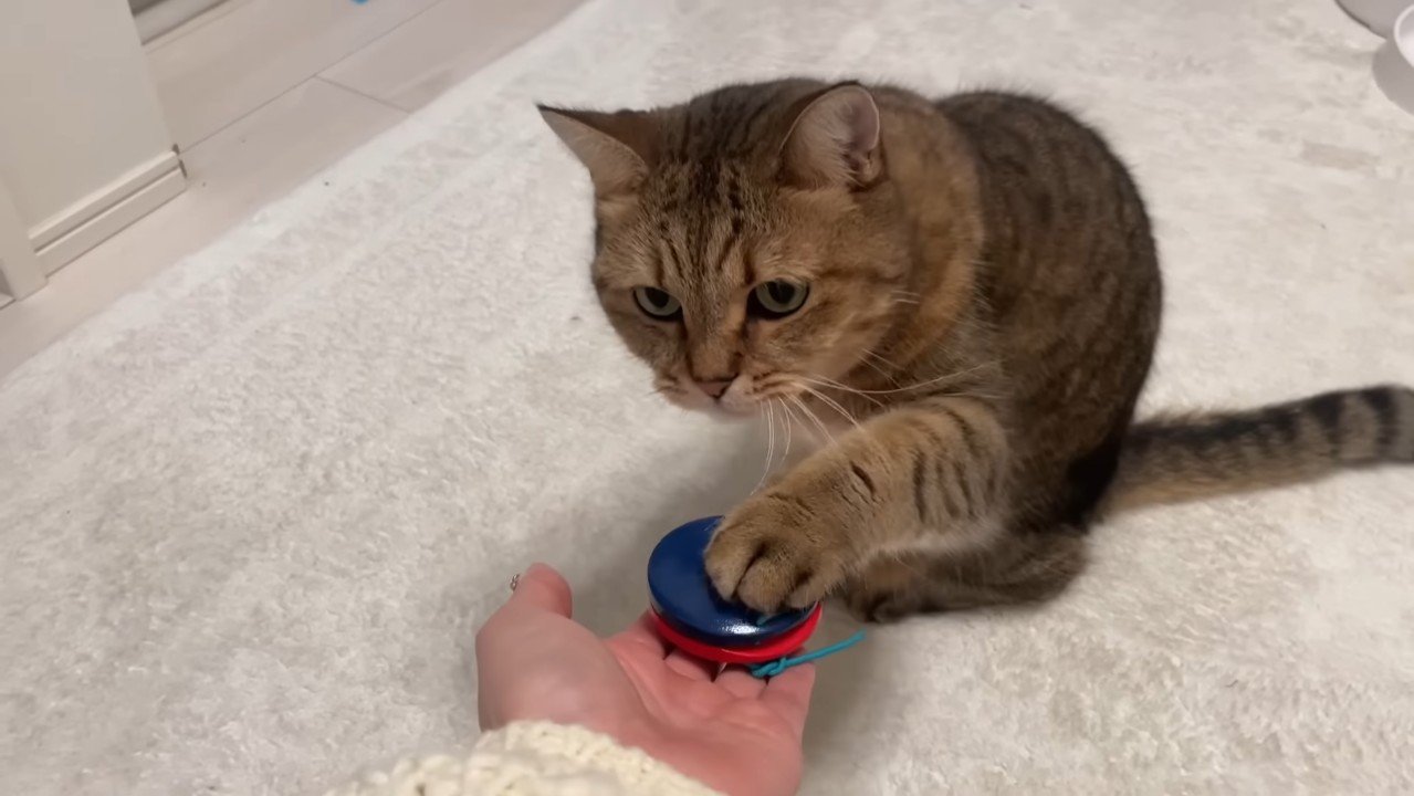 手の上のカスタネット