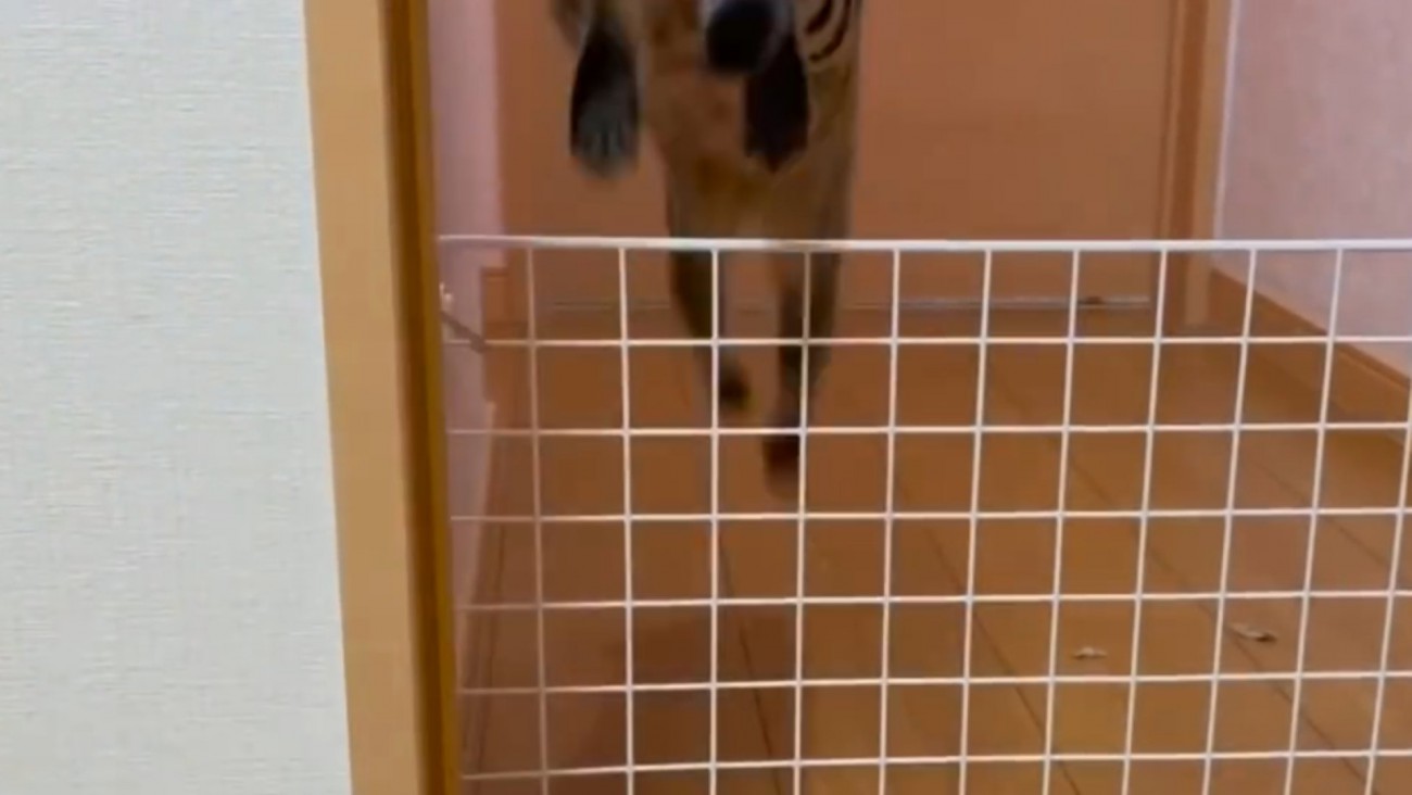 柵を飛び越える母猫