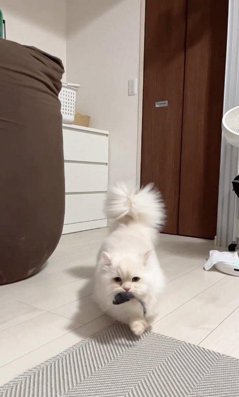 ネズミのおもちゃをくわえている猫（アップ）