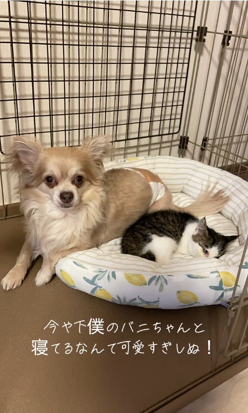 ペット用ベッドでくっついている犬と猫