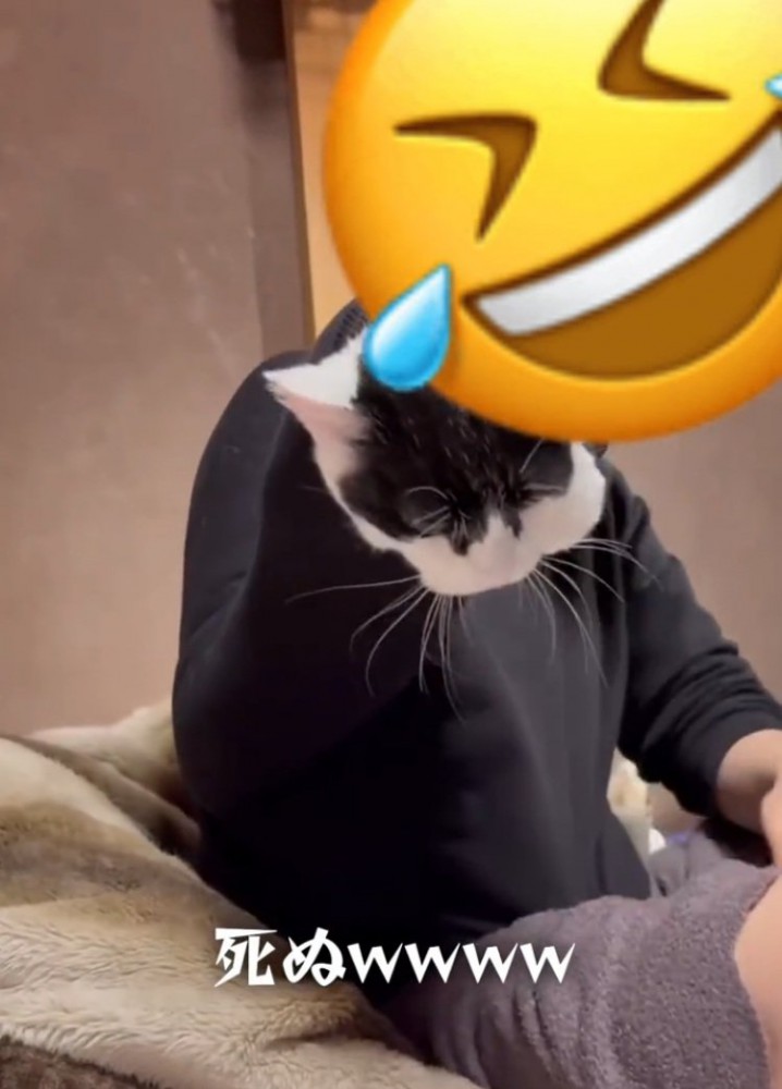 袖から出ようとする猫