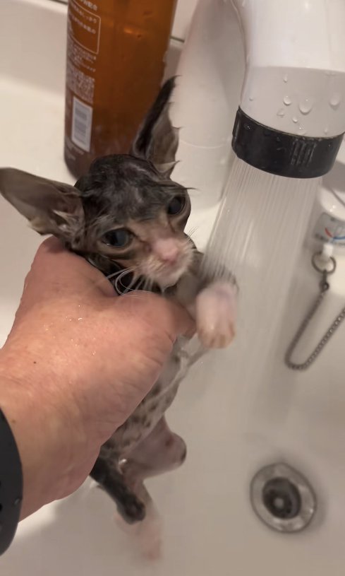 蛇口のお湯に向かって左前足を差し出している濡れた子猫のやや正面顔