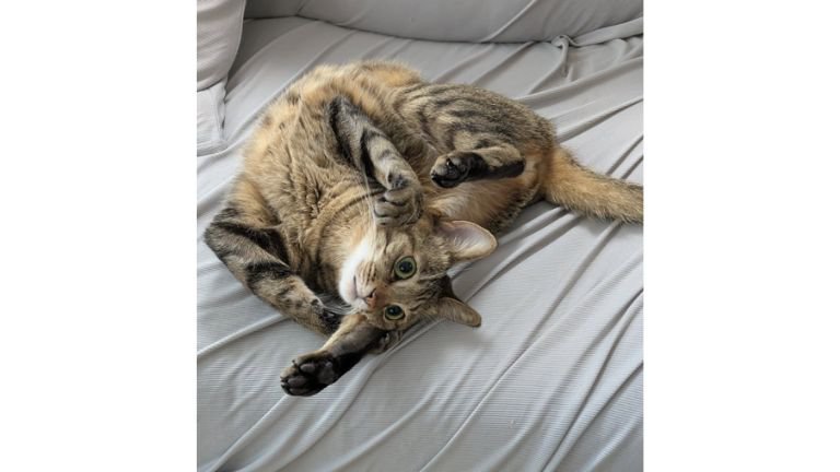 寝ている猫
