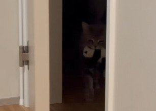 廊下を歩くメルくん