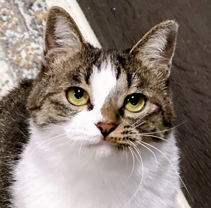 飼い主を見上げる冬毛の猫