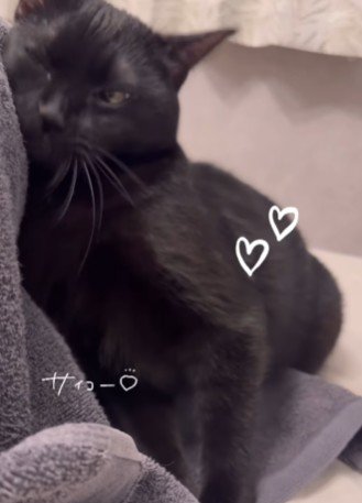 スリスリする猫