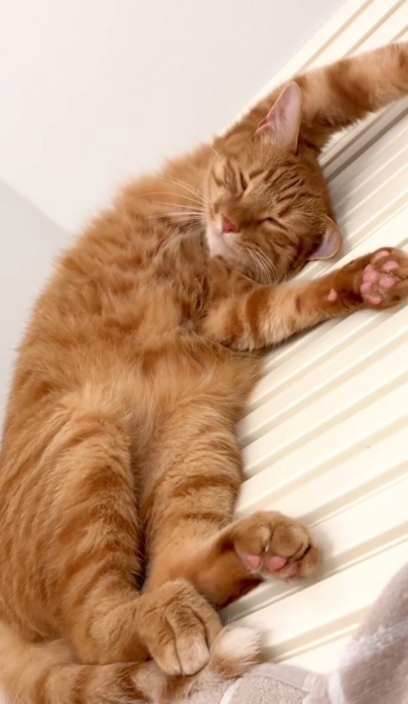 風呂のフタの上で眠る猫