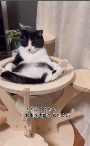 キャットタワーの上であおむけで寝ている猫