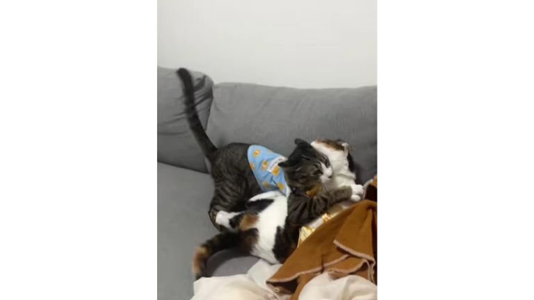 ケンカしている猫たち