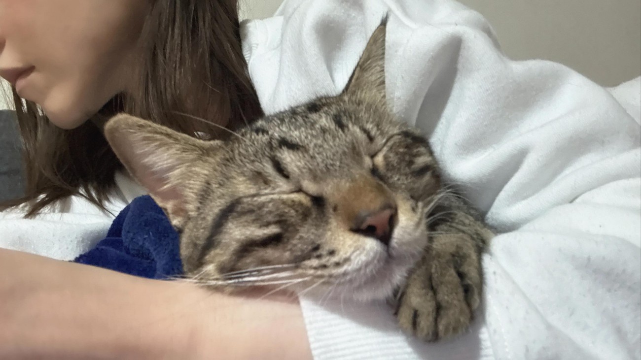 抱っこされ眠る猫