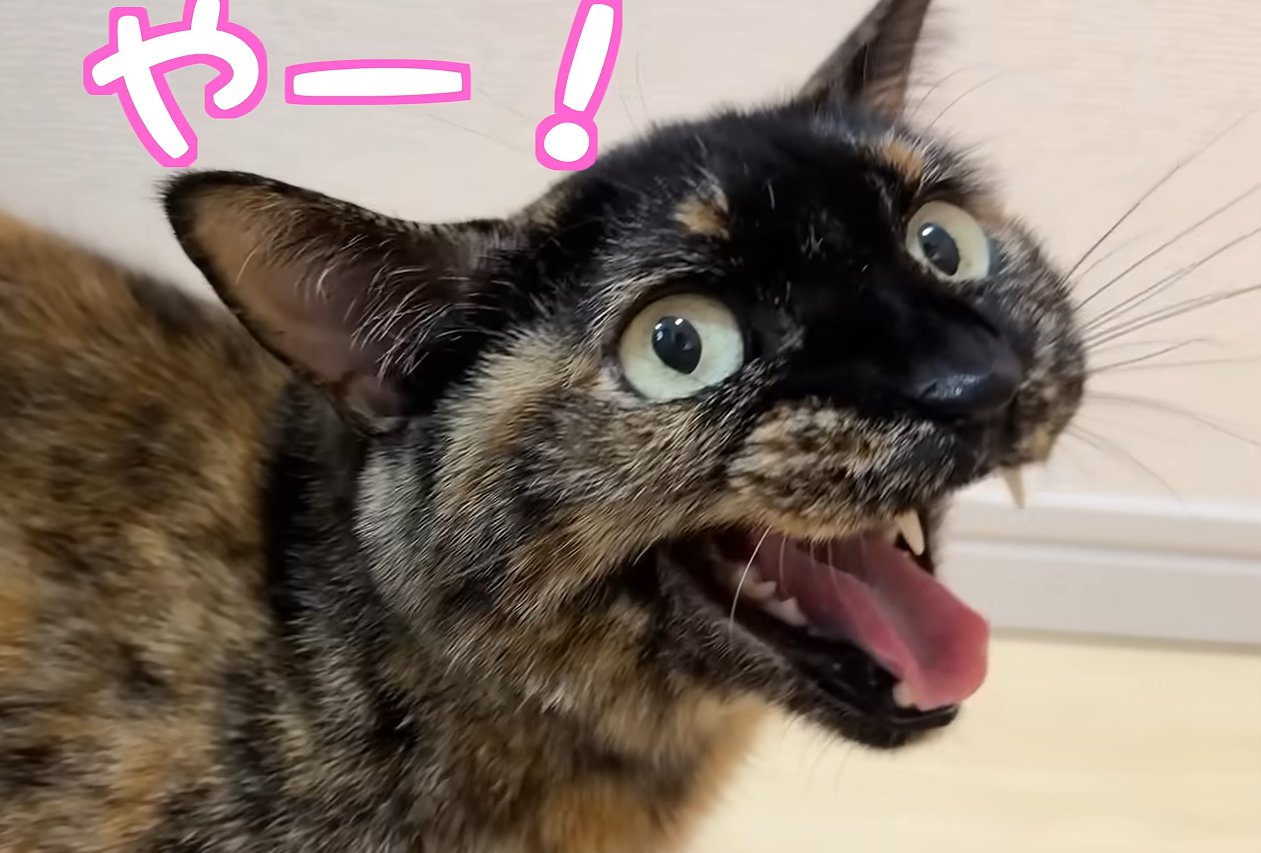 鳴く猫（やー！）