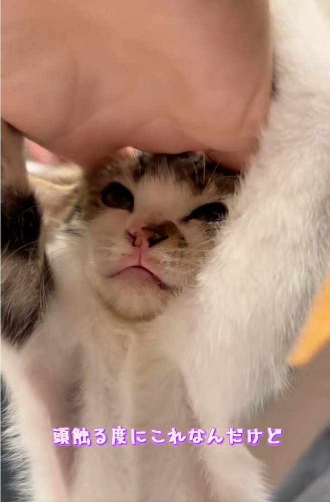 拒絶する子猫