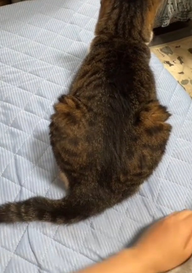 再度手を離される猫