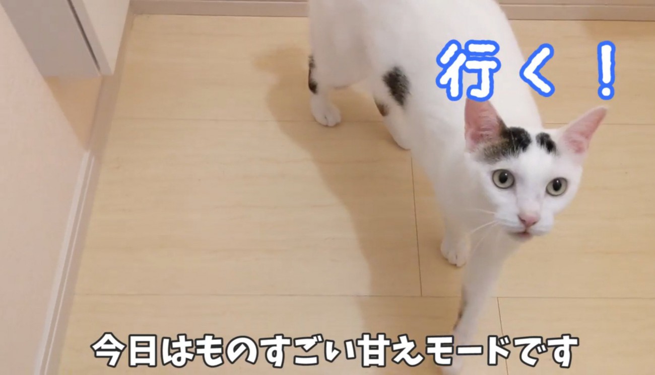 飼い主の後をついていく猫