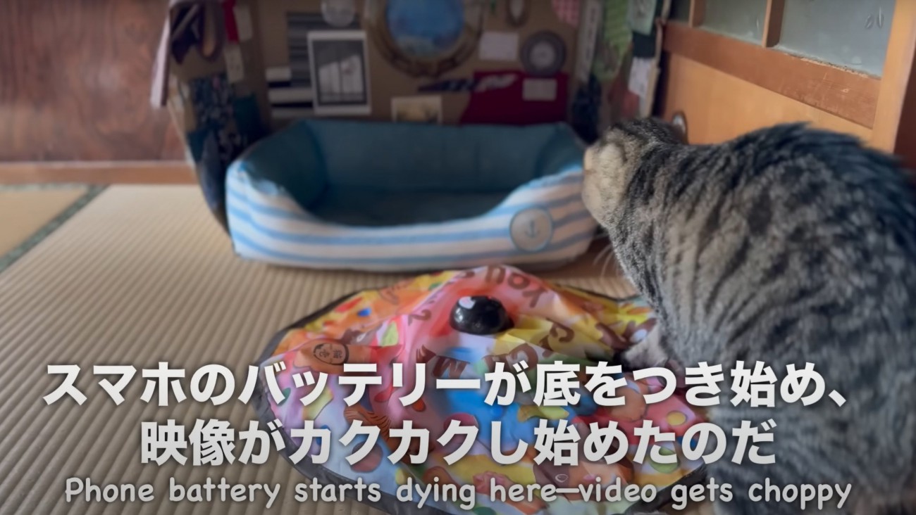 おもちゃで遊び続ける猫