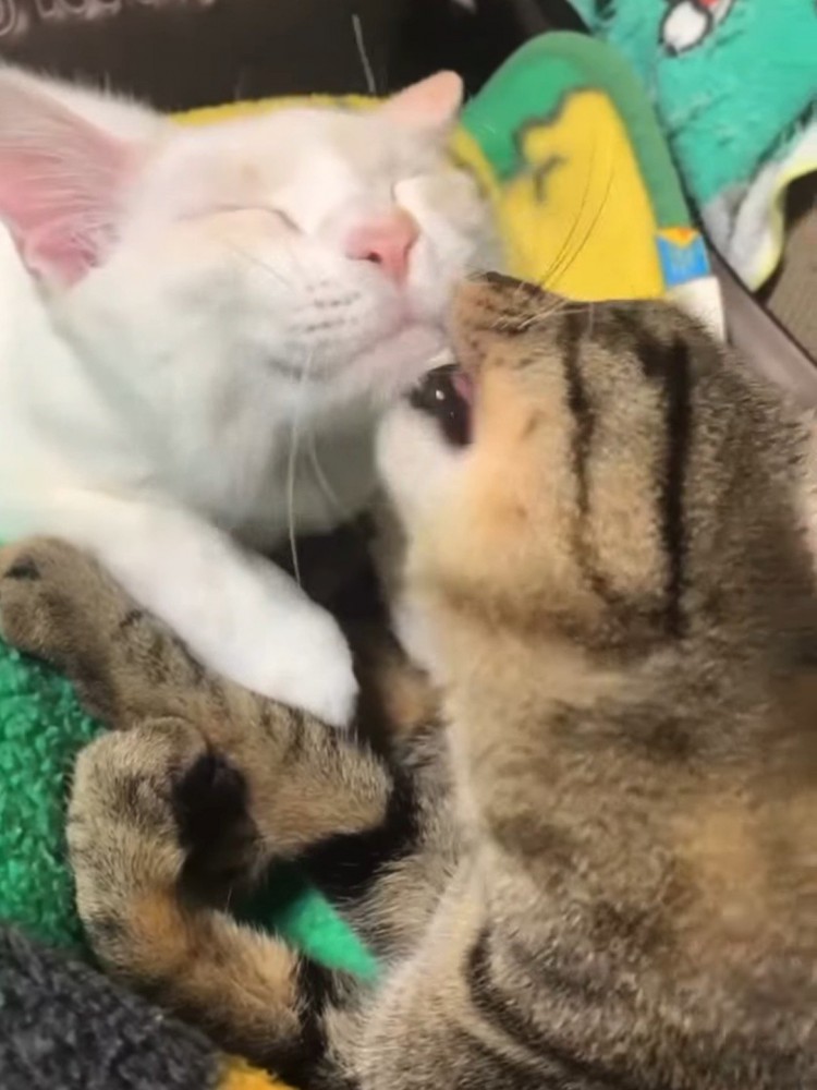 顔を毛づくろいされる白猫