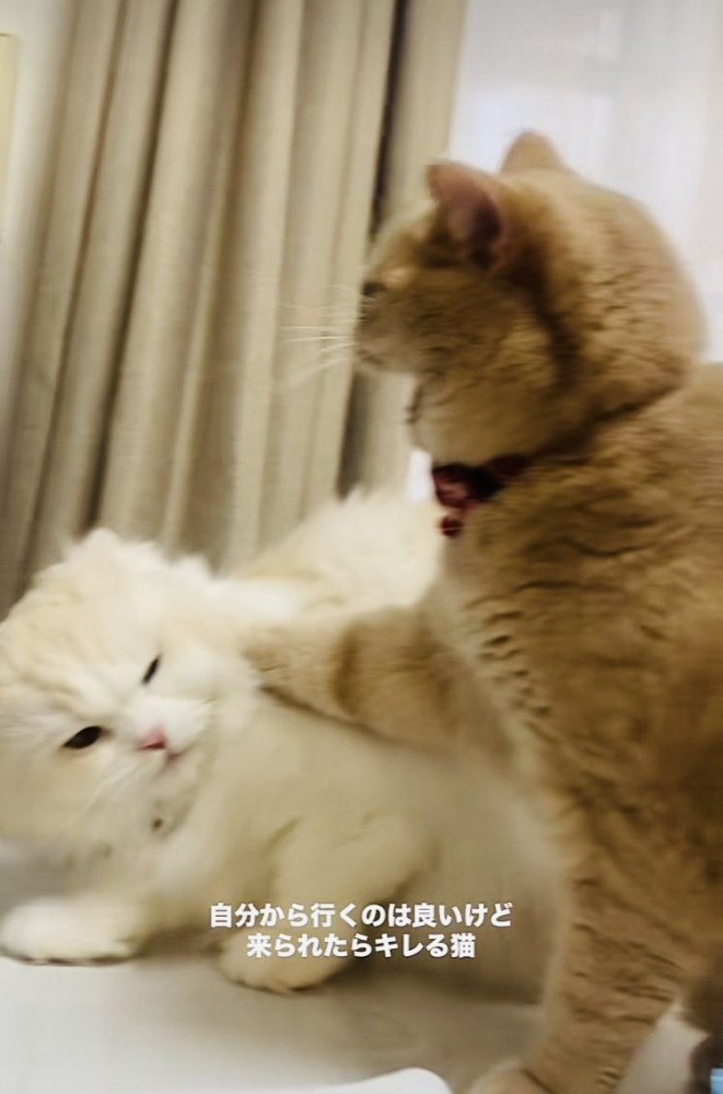 ケンカするマンチカンとミヌエット