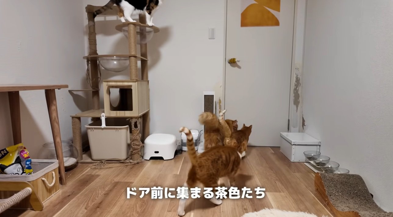 ドアの前で待つ猫