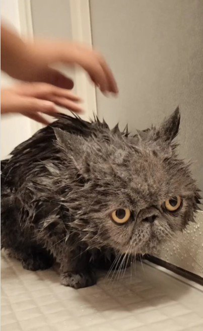 シャンプーをしている猫