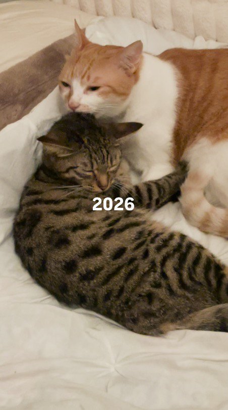 キジトラ猫の頭を舐める茶白猫