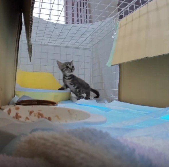 ケージの中の猫