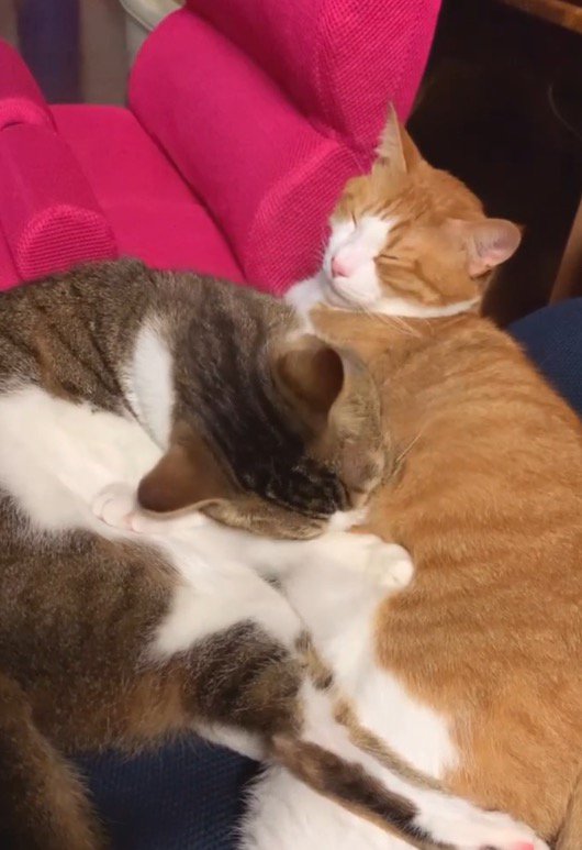 キジトラ猫に毛繕いされて眠る茶白猫