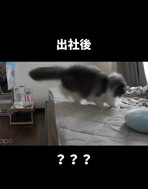 ベッドの上にいる猫