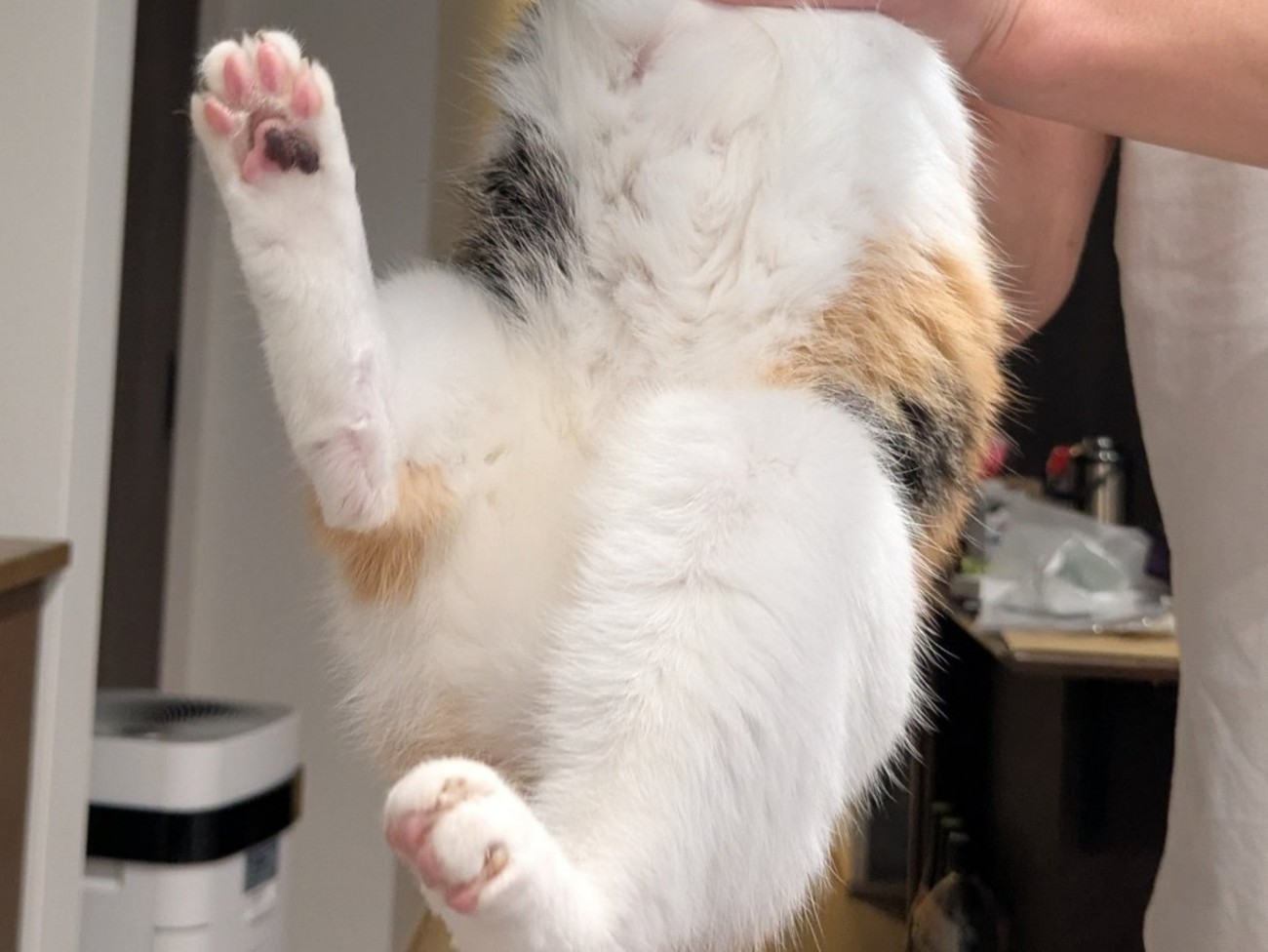 ばたつかせている三毛猫の足