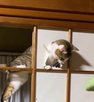 和紙の端を咥えて引っ張る猫