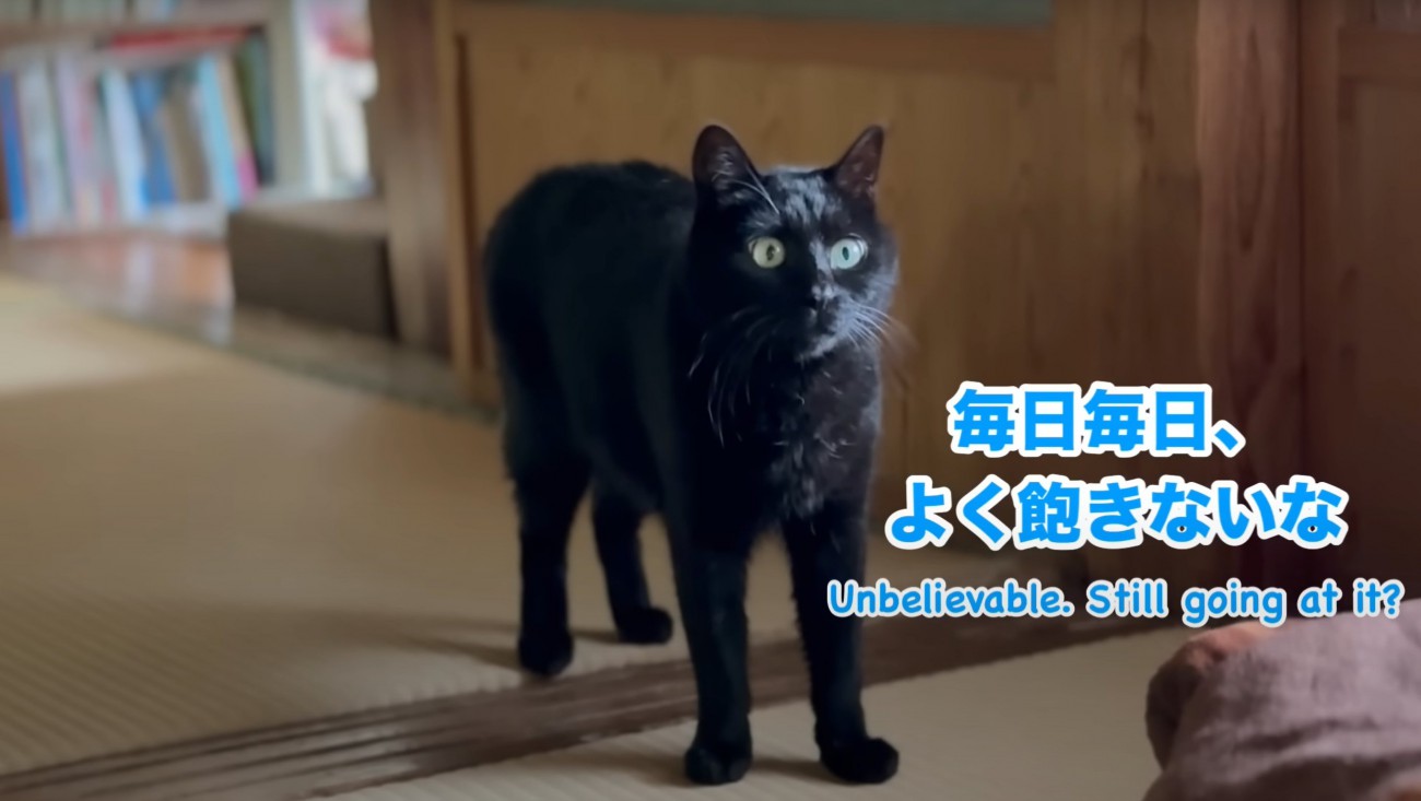 驚いた様子の黒猫