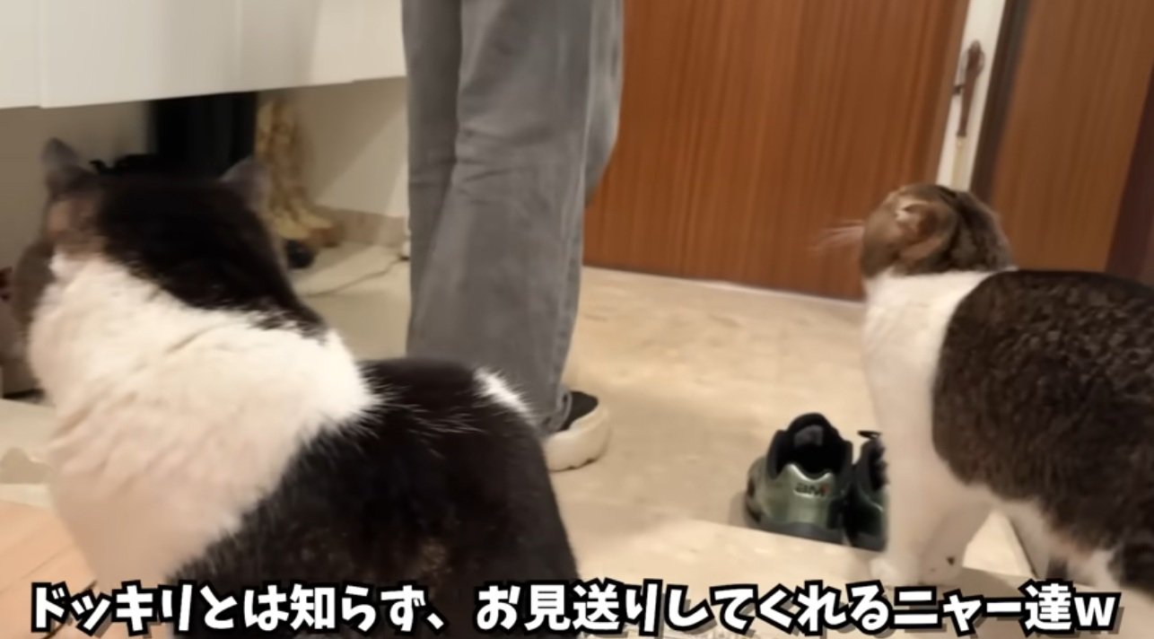 でかける飼い主を見送る猫達