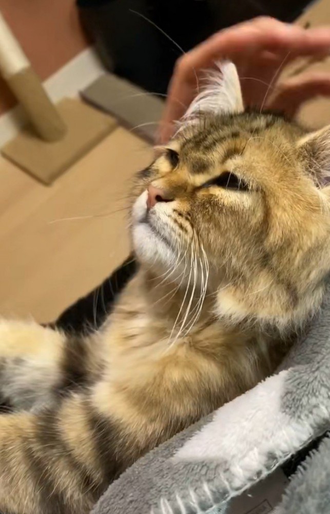 横向きのしょぼしょぼした顔の猫2