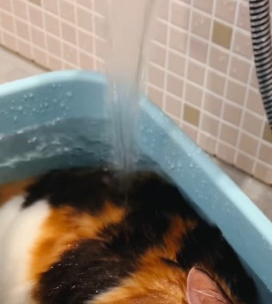 三毛猫の背中に落ちる水