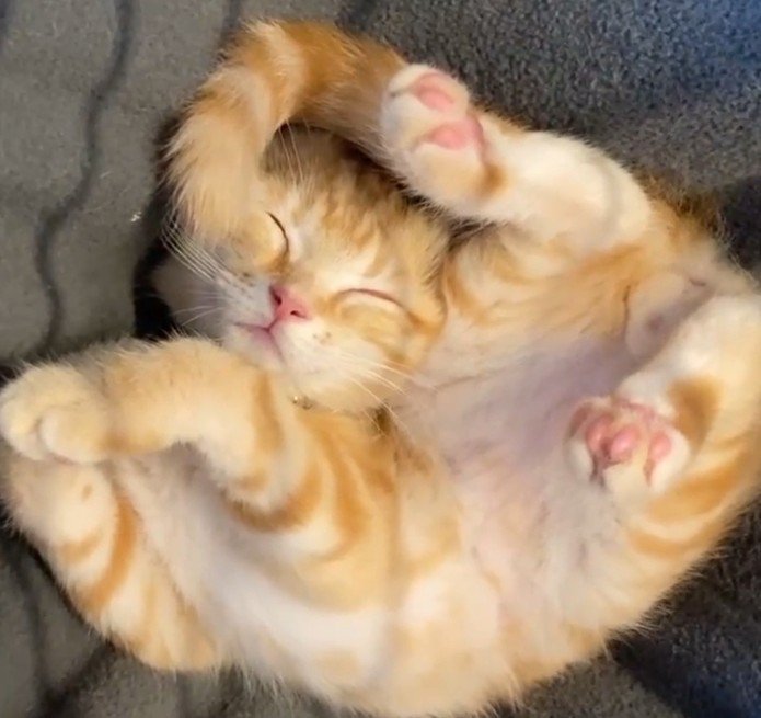 寝ている茶トラ（猫の体全体だけ切り取り）