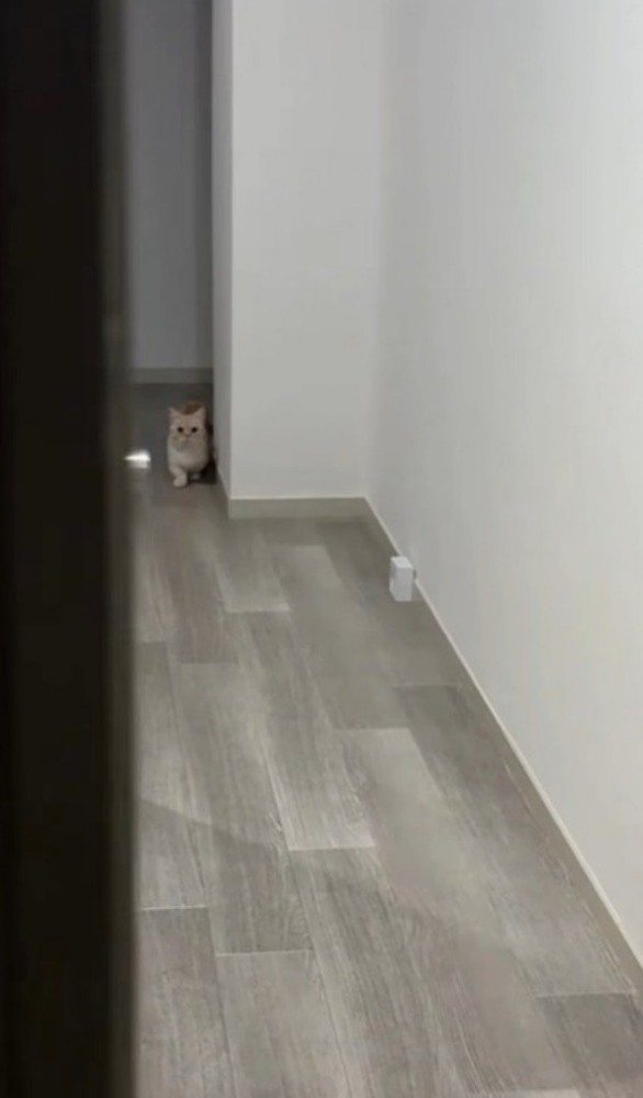 遠くで立ち止まっている猫