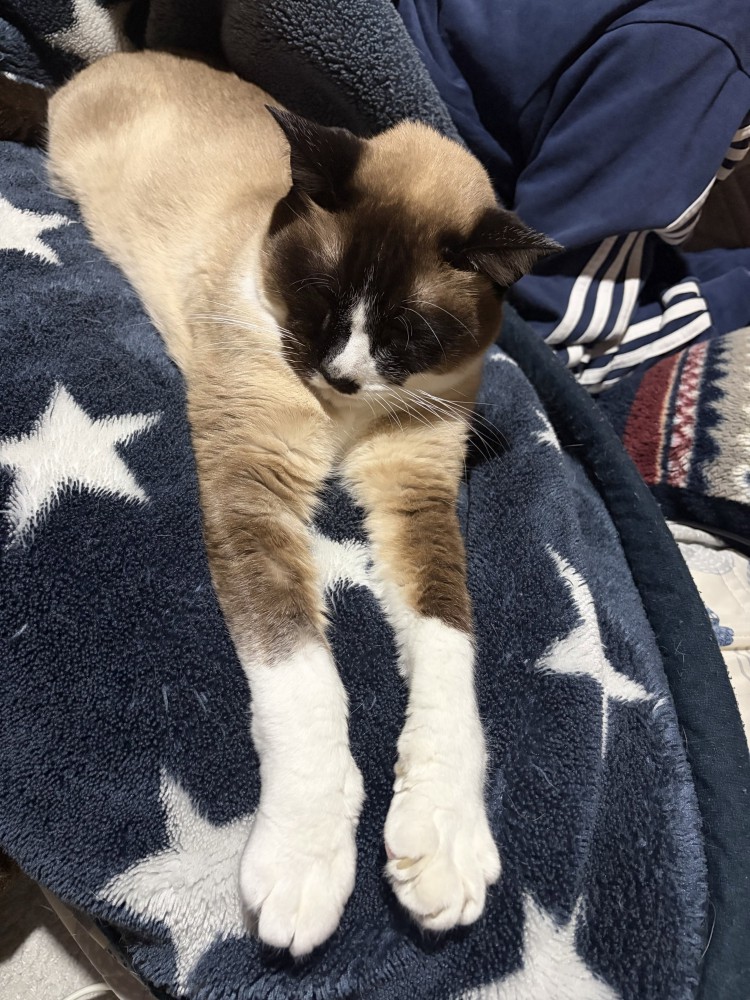 シャム柄の猫
