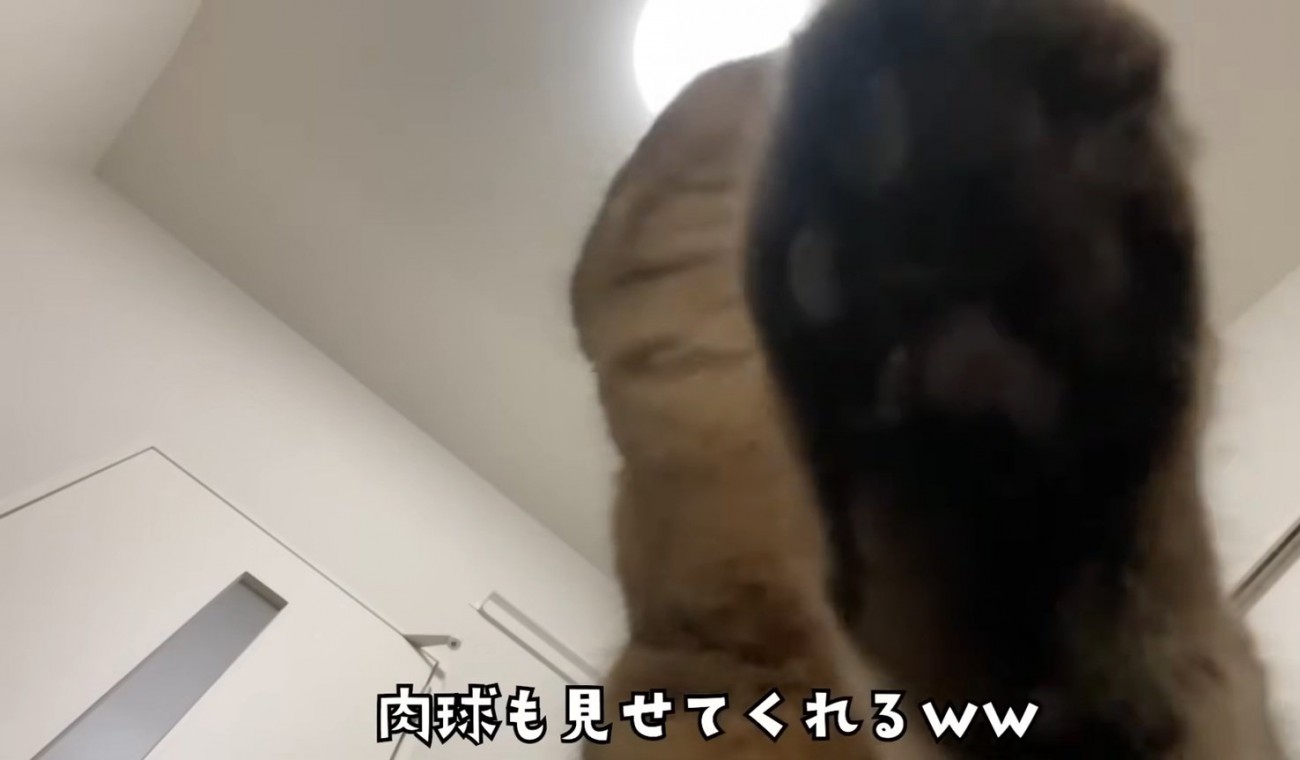 猫の肉球