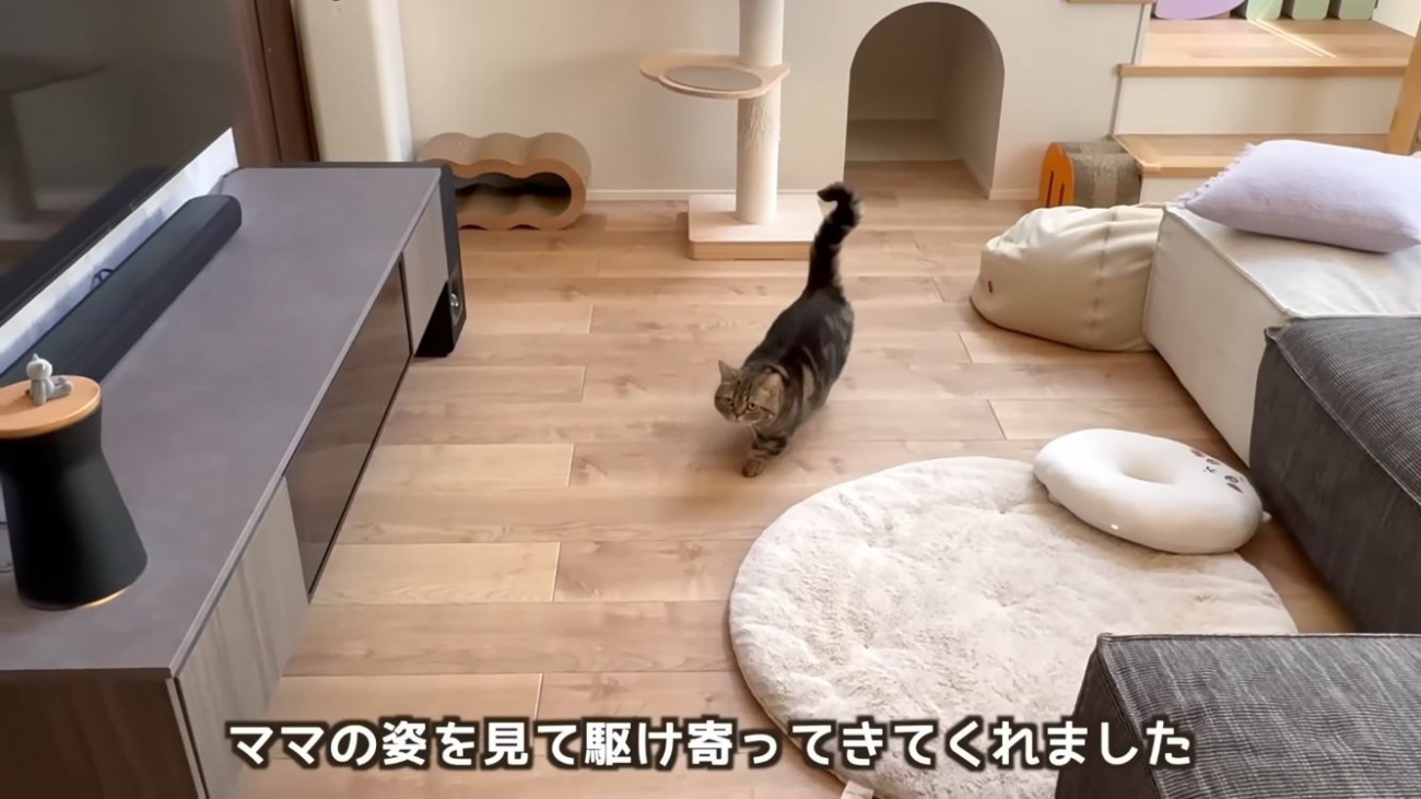 ママに向かって駆けるキジトラマンチカン
