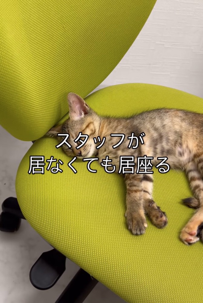 椅子で眠る子猫